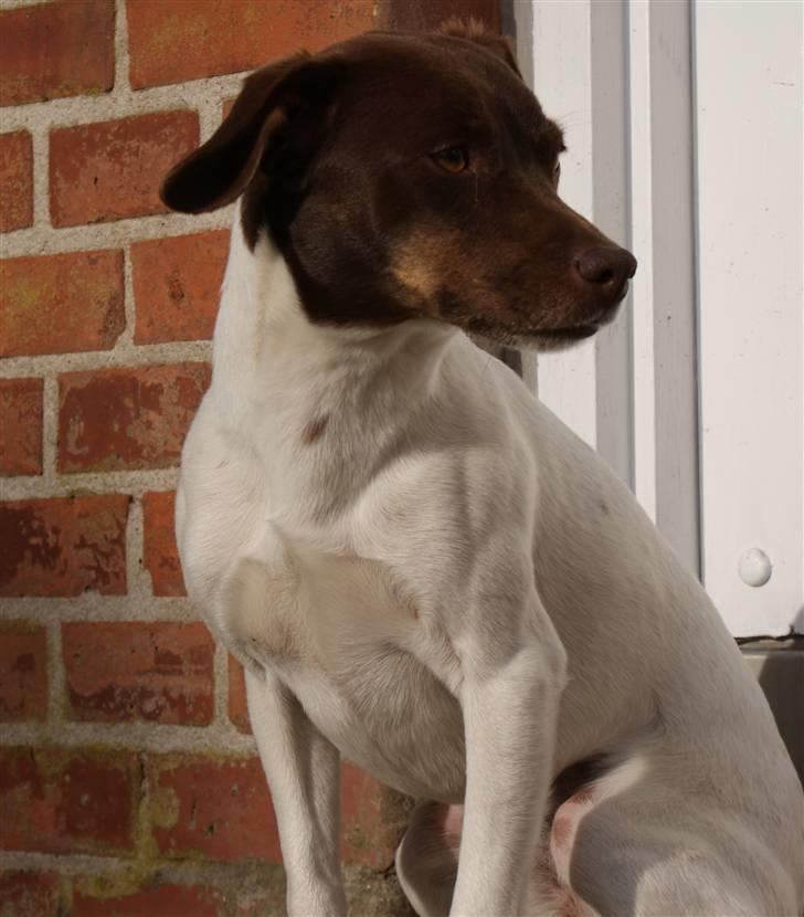 Dansk svensk gaardhund | Snoopy - den smukkeste lille hund! billede 2