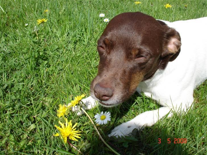 Dansk svensk gaardhund | Snoopy - nurh :)  billede 3