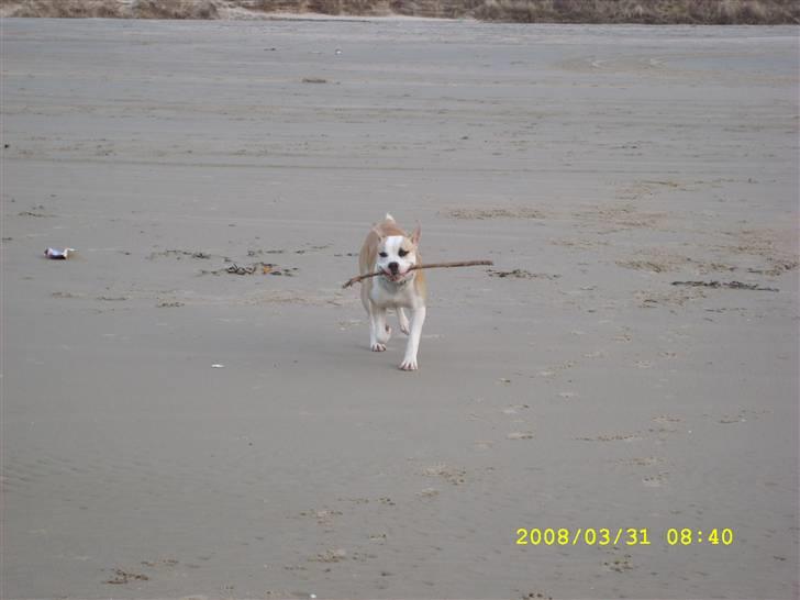 Amerikansk bulldog Bono R.I.P 2007- 2010 billede 7