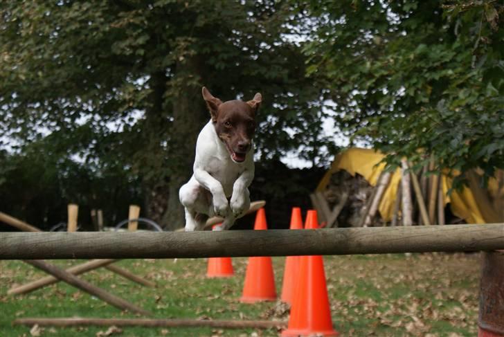 Dansk svensk gaardhund | Snoopy - smukke smukke snoopy springer (;  billede 4