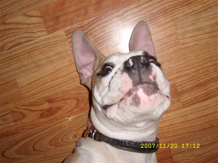 Amerikansk bulldog Bono R.I.P 2007- 2010 - holda da op, hvad snakker i om, jeg har da ikke lange øre. billede 8