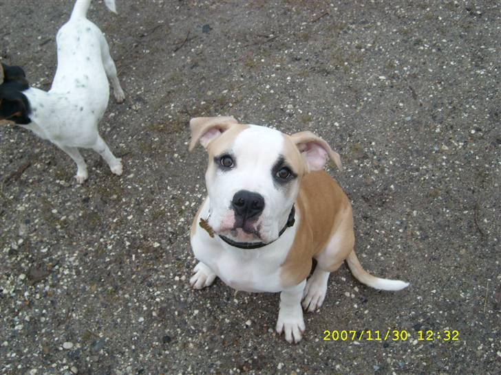 Amerikansk bulldog Bono R.I.P 2007- 2010 billede 9