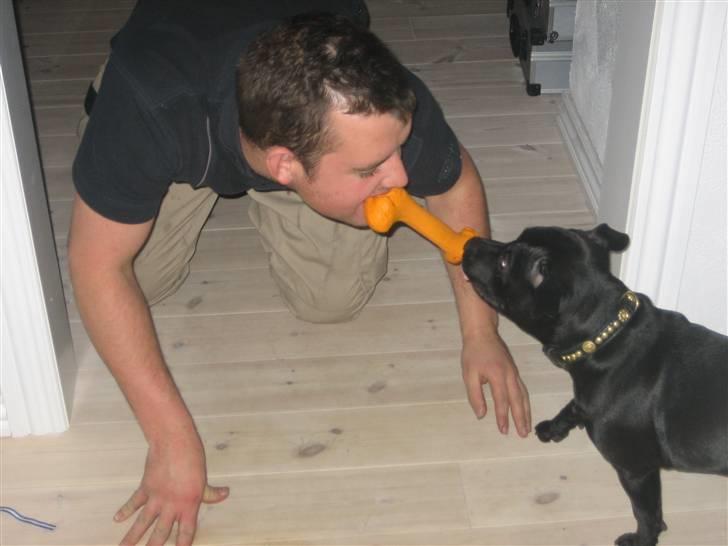 Staffordshire bull terrier Rosa billede 9