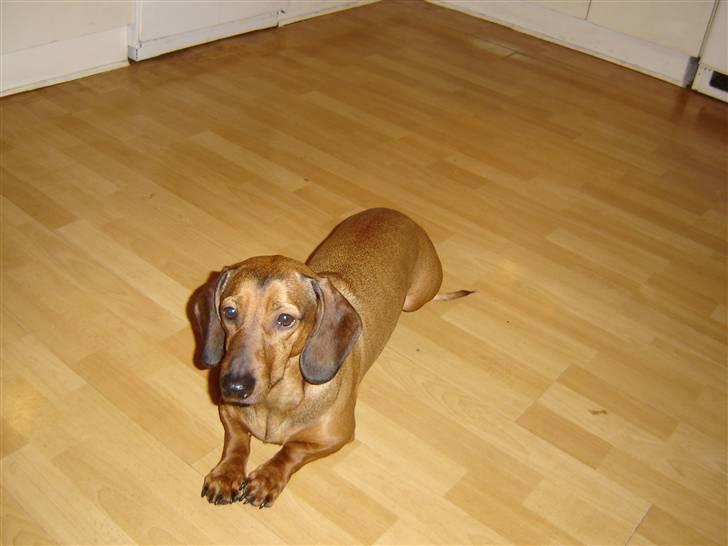 Gravhund Rasmus - rasmus og hans bedste ven billede 1