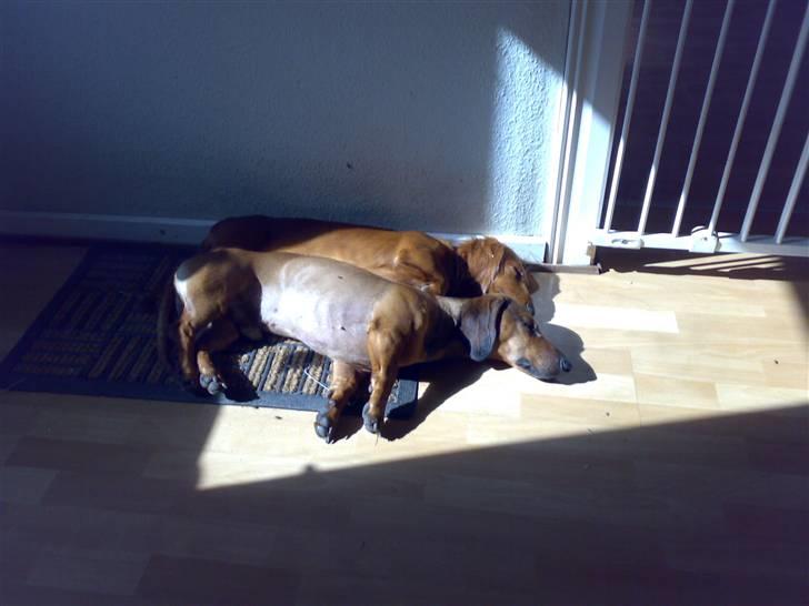 Gravhund Rasmus billede 2