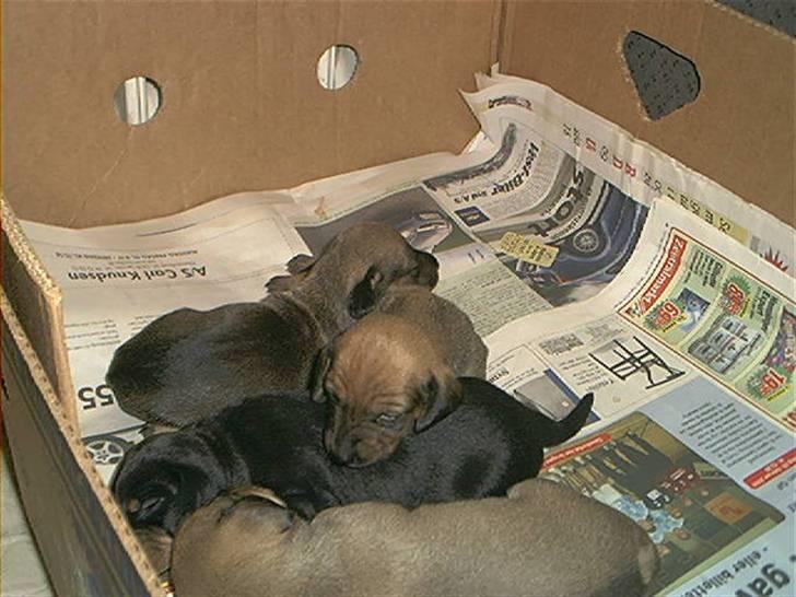 Gravhund Rasmus - rasmus hvalpe billede 3