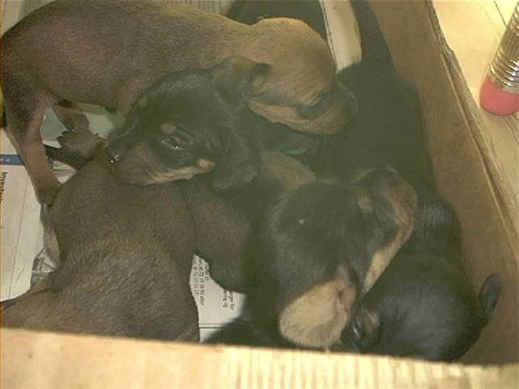 Gravhund Rasmus - rasmus hvalpe billede 4