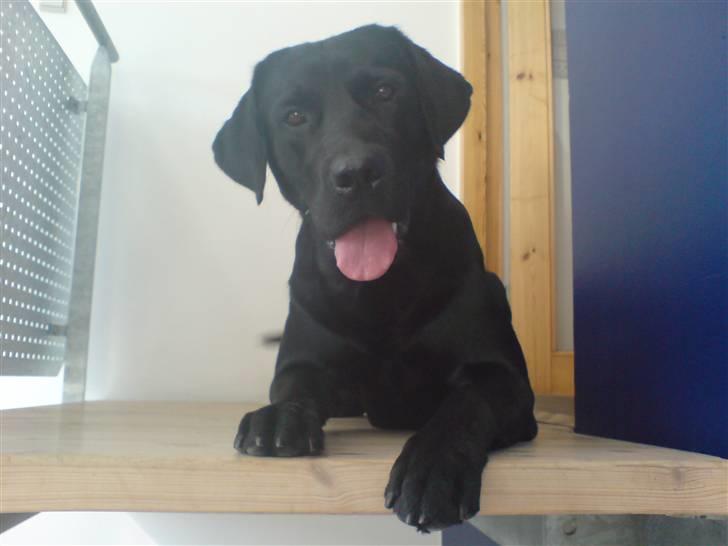Labrador retriever Baloo regnr. 09914/2006 - Her er drengerøven. Baloo er mit navn billede 1