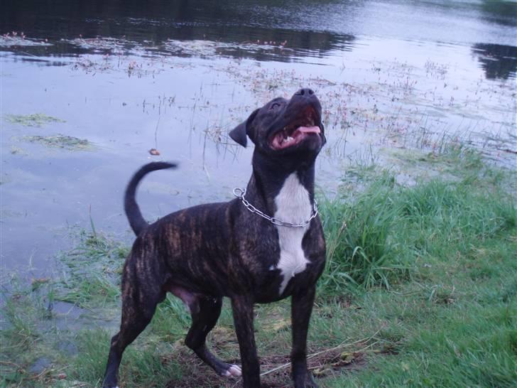 Amerikansk staffordshire terrier cammo - kast nu pinden far billede 13