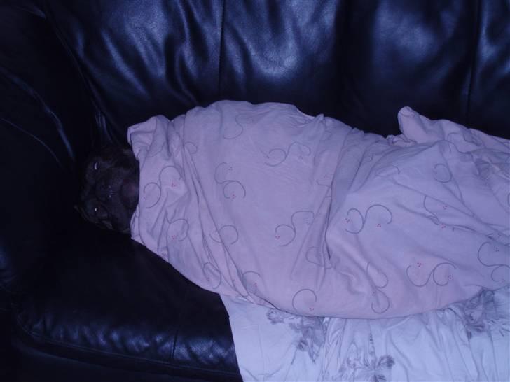 Amerikansk staffordshire terrier cammo - mig som larve billede 14