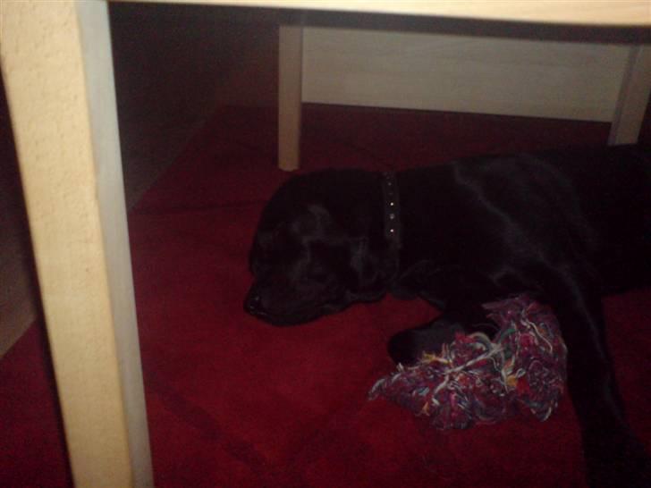 Labrador retriever Baloo regnr. 09914/2006 - Er lidt træt...zzz billede 2