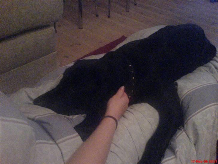 Labrador retriever Baloo regnr. 09914/2006 - Ligger nok godt her! billede 3