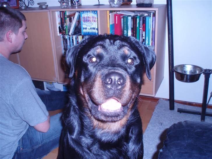 Rottweiler balto - ih det er så hyggeligt og få taget billeder billede 18