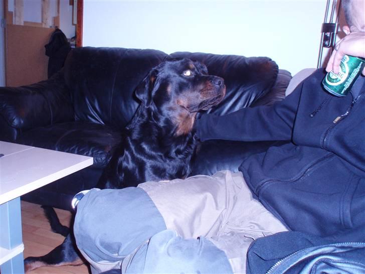 Rottweiler balto - så forelsket kan jeg se ud billede 19