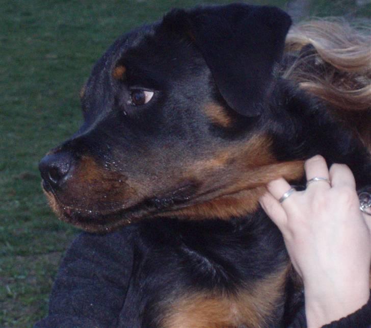Rottweiler balto - har lige fået øje på noget andet billede 20