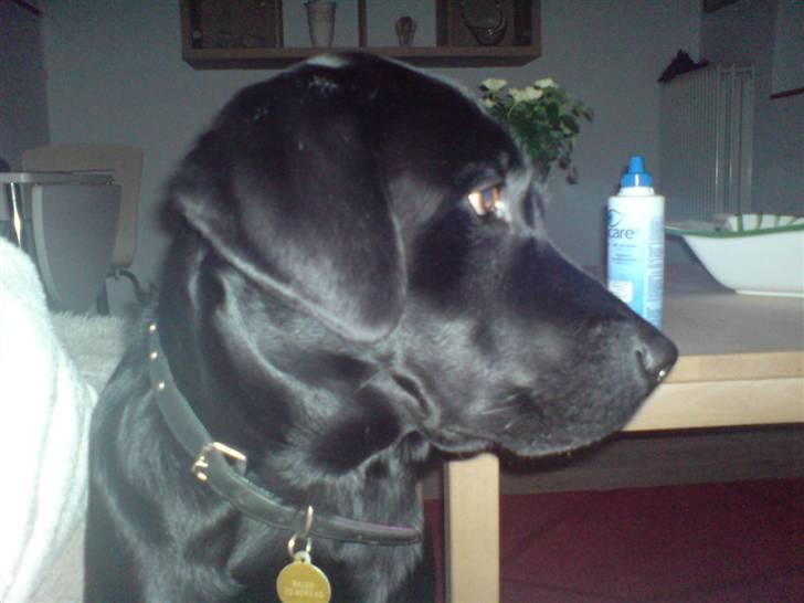 Labrador retriever Baloo regnr. 09914/2006 - Hvad sker der derovre?? billede 4
