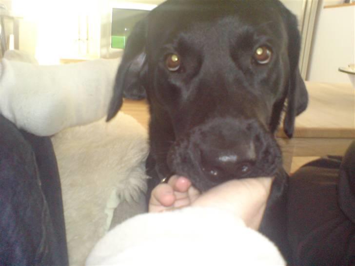 Labrador retriever Baloo regnr. 09914/2006 - Selvom man er 1½ år er man aldrig for stor til at sutte på tommeltot.. billede 5