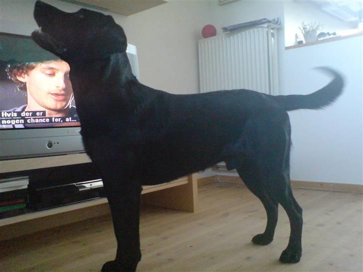 Labrador retriever Baloo regnr. 09914/2006 - Sådan ser jeg ud. Lækker dreng, ik billede 6