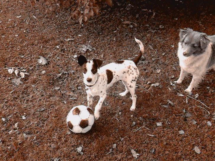 Blanding af racer Bob *min mors* - Jeg er den nye Beckham!!! Min storesøster kigger STOLT i baggrunden :D billede 2