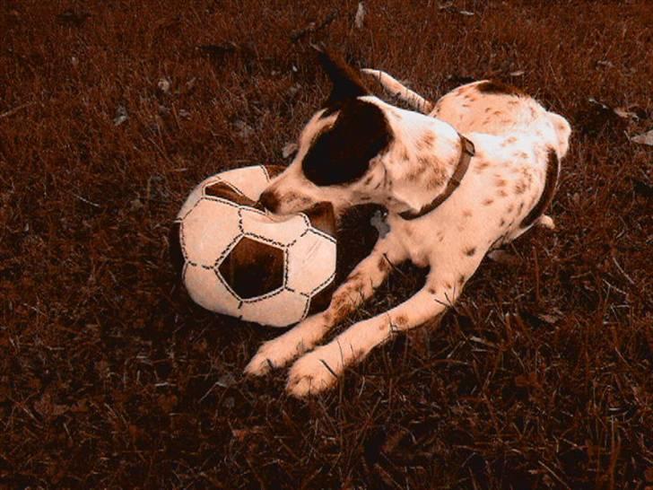 Blanding af racer Bob *min mors* billede 3