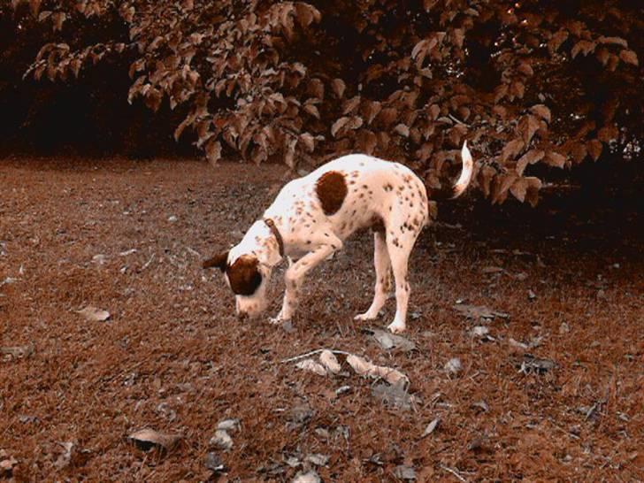 Blanding af racer Bob *min mors* - Hov der var en ret god duft dér!! billede 4