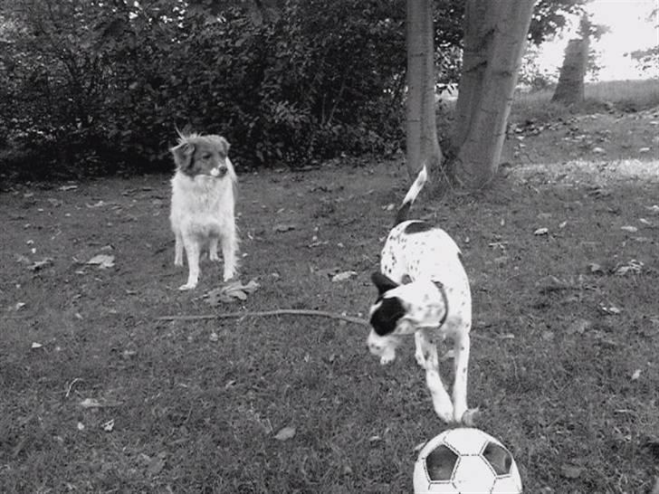 Blanding af racer Bob *min mors* - Skal vi lige ta en kamp eller hvad?? I´m in the mood billede 5