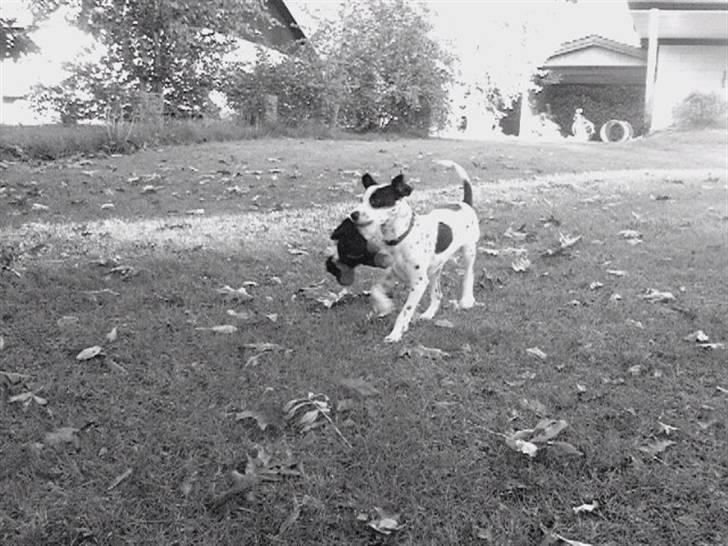 Blanding af racer Bob *min mors* - Det er så mig og en af mine bamser der nu er slået ihjel af Miniloo! Var ellers ret glad for den... Men fik en ny af hende!!! billede 6