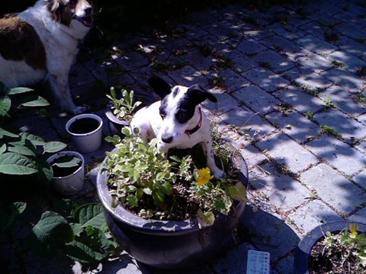 Blanding af racer Bob *min mors* - Hmm de her krukker skal vel bruges til noget?? billede 7