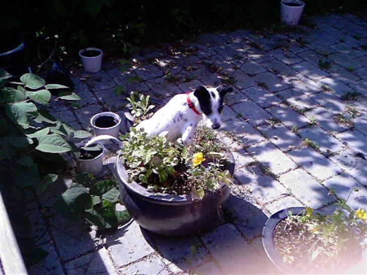 Blanding af racer Bob *min mors* - Nu ved jeg hvordan det føles at være ligeså høj som min storesøster... billede 8