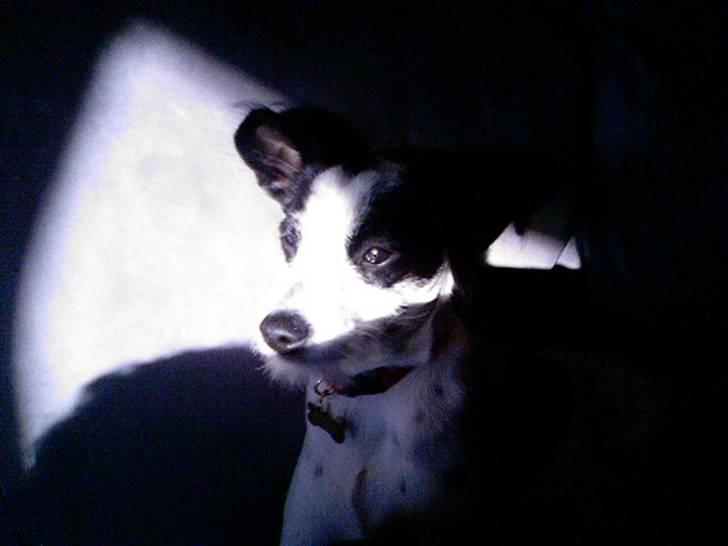 Blanding af racer Bob *min mors* - Hello there sunshine... billede 9