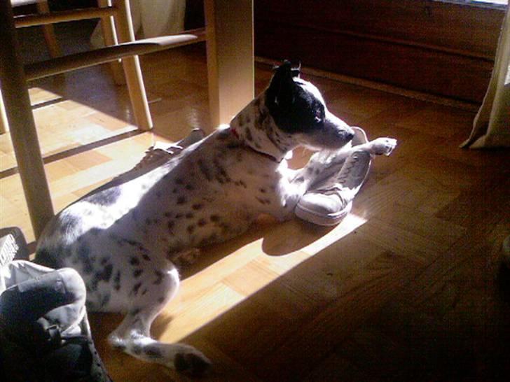 Blanding af racer Bob *min mors* - Bruger lige skoen som skammel, ik?? billede 10