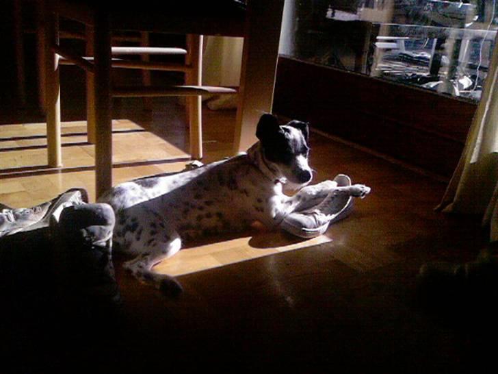 Blanding af racer Bob *min mors* billede 11