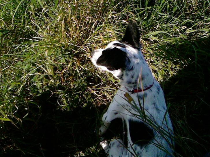 Blanding af racer Bob *min mors* - På tur i det høje græs... billede 12