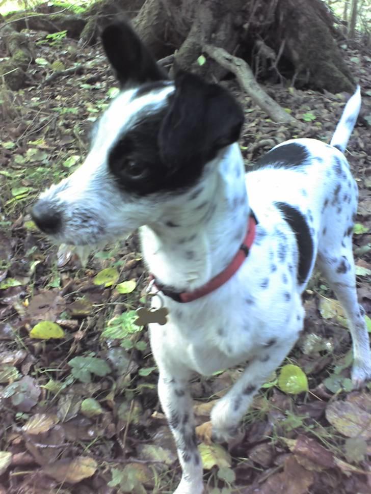 Blanding af racer Bob *min mors* billede 13