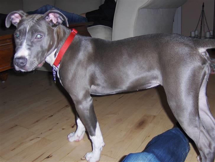 Amerikansk staffordshire terrier minna billede 12