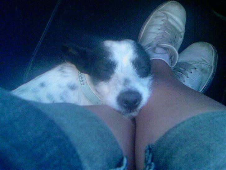 Blanding af racer Bob *min mors* billede 14