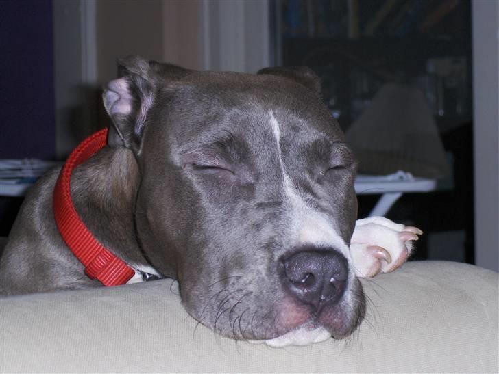 Amerikansk staffordshire terrier minna billede 13