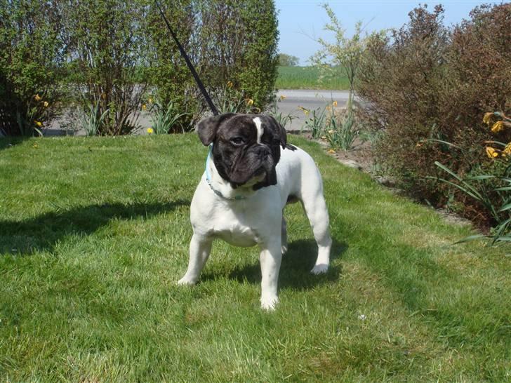 Fransk bulldog Carlos billede 1