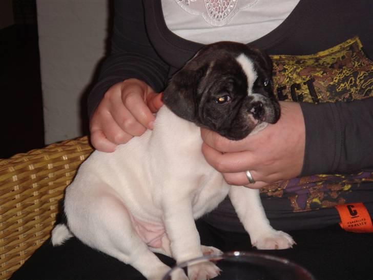 Fransk bulldog Carlos - Her er jeg 6 uger gammel billede 2