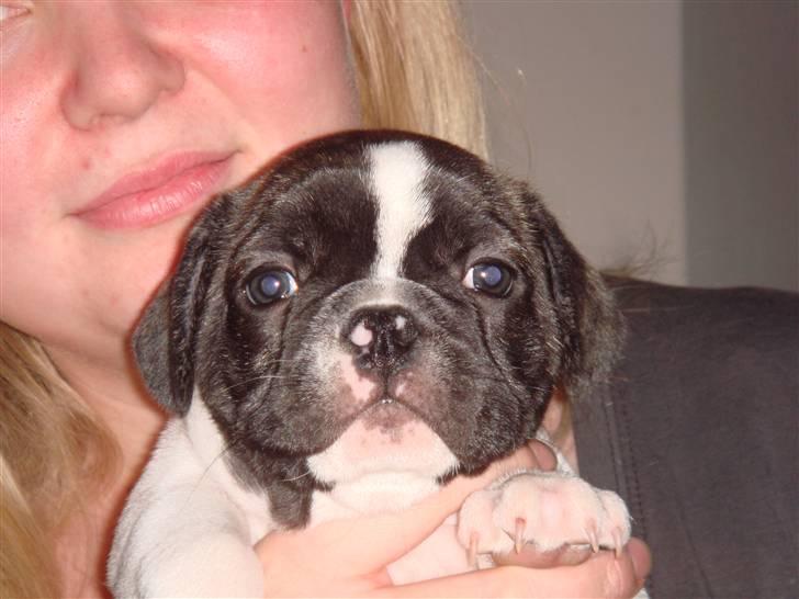 Fransk bulldog Carlos - 6 uger gammel billede 3