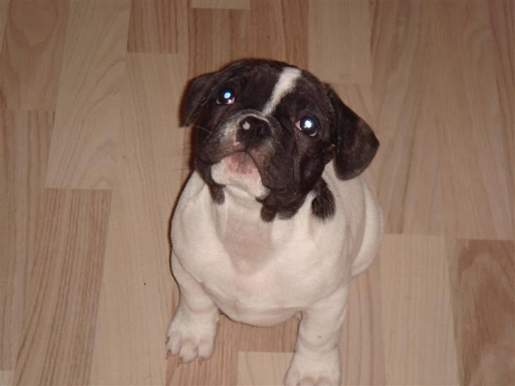 Fransk bulldog Carlos - 12 uger  billede 4