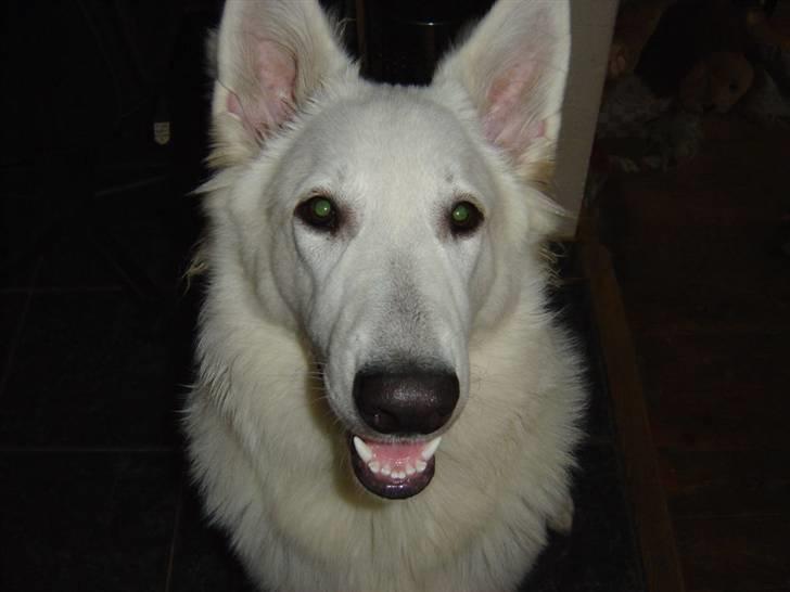 Hvid schæfer Nanok The White Diamond billede 6