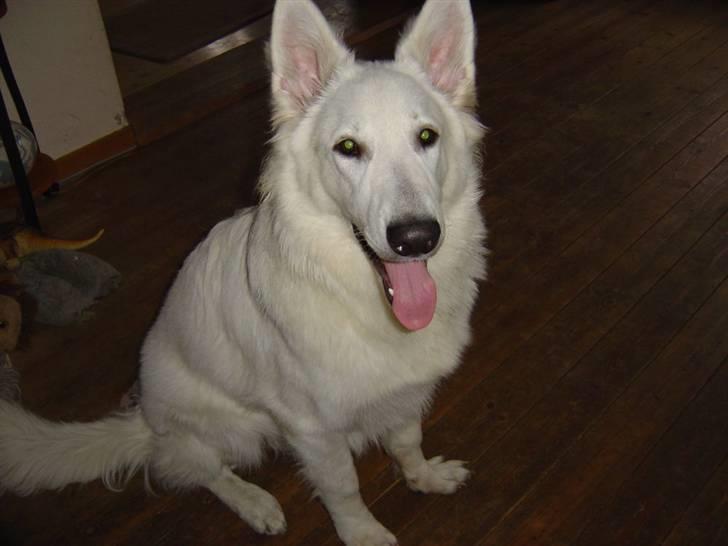 Hvid schæfer Nanok The White Diamond billede 7