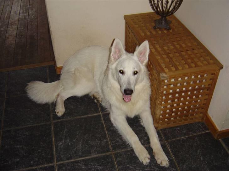 Hvid schæfer Nanok The White Diamond billede 8