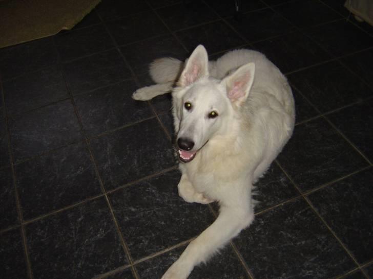 Hvid schæfer Nanok The White Diamond billede 9