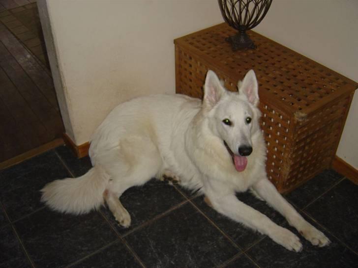 Hvid schæfer Nanok The White Diamond billede 10