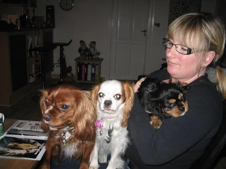 Cavalier king charles spaniel Agerbøl's Lucia - Vores første familiebilled. billede 13