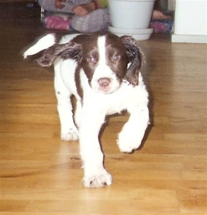 Engelsk springer spaniel Oscar  31.01.1999 - 08.02.2013 - Lille Oscar er kun 9 uger gammel på dette billede. billede 13