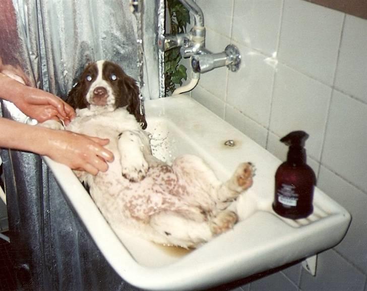 Engelsk springer spaniel Oscar  31.01.1999 - 08.02.2013 - Oscar er ekspert i at svine sig til, også da han var helt lille hvalp. billede 14