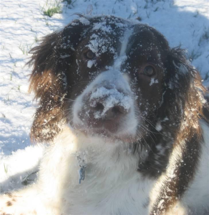 Engelsk springer spaniel Oscar  31.01.1999 - 08.02.2013 - Oscar hygger sig i sneen 22. november 2008 billede 2